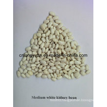Good Quality Chinese Medium White Kidney Bean